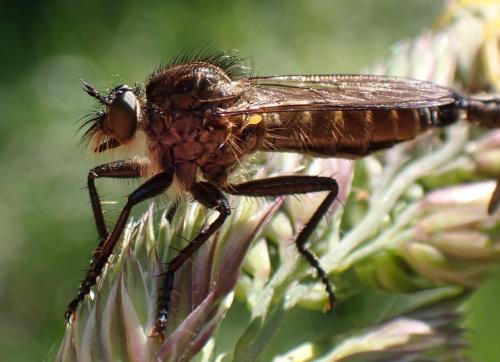 Didysmachus picipes